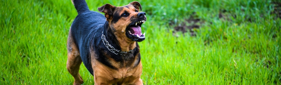 Sahipsiz Sokak Hayvanlarından Kim Sorumludur?